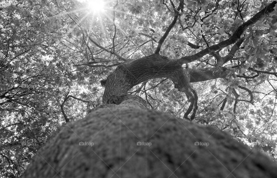 Beautiful giant tree view