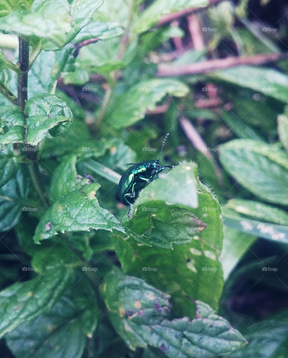 A green insect in the leaves