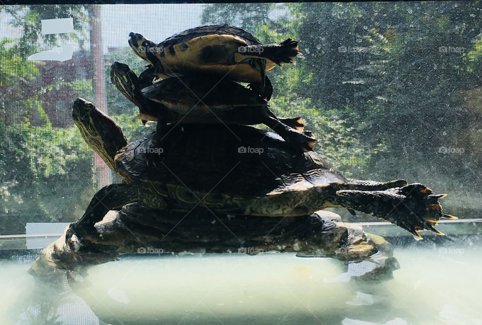 3 Basking turtles on top of one another 