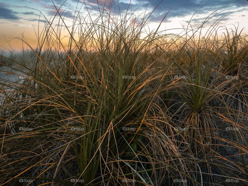 New Zealand Beach Grass