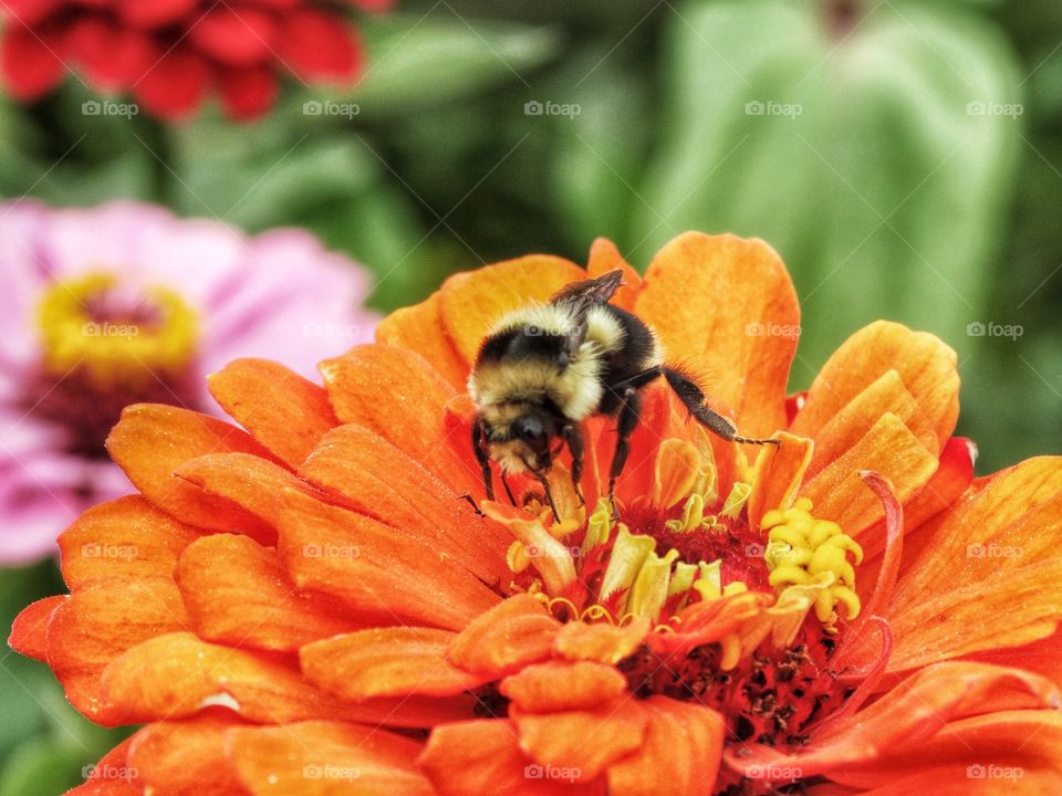 Bee pollinating orange flower