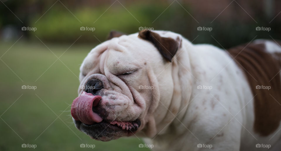 English bulldog stand on the grass and show your tounge