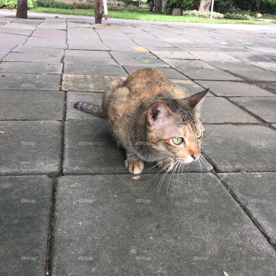 A cat looking forward on the walkway 