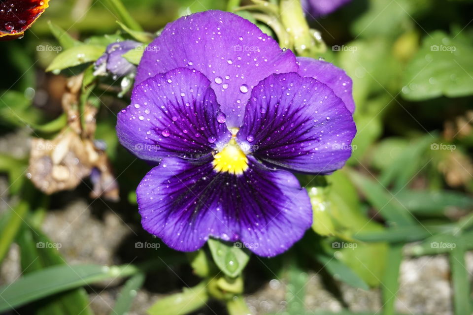 Pansy blooming in granny's garden