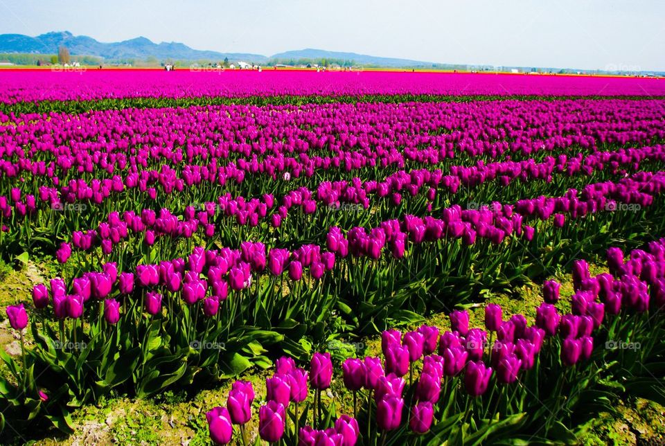 Tulip fields