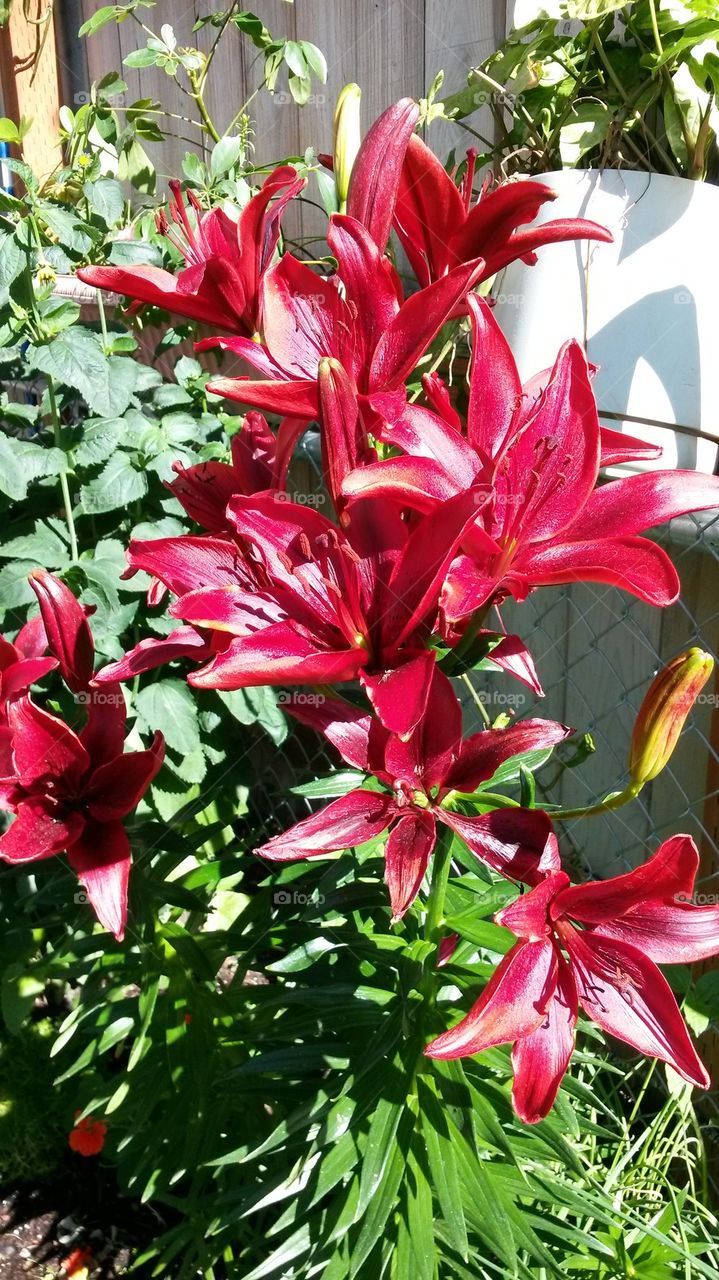 my Lillies2014