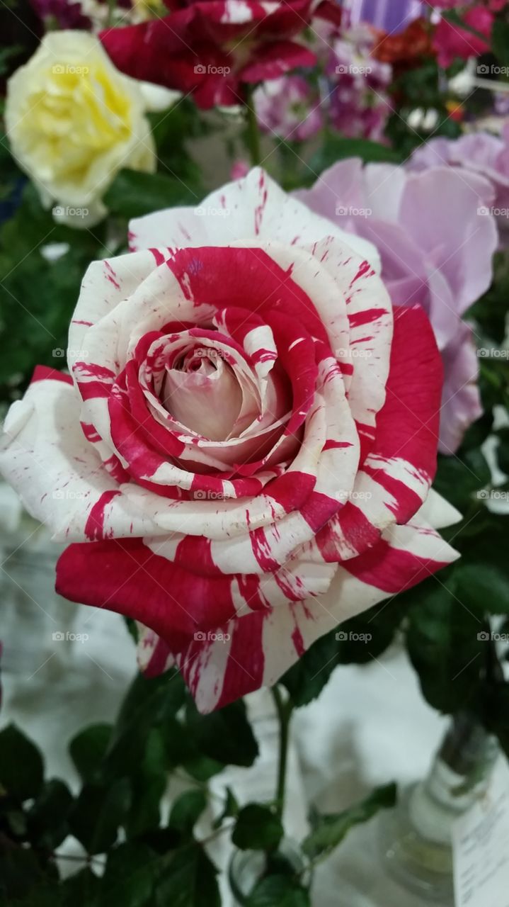 Red and White Rose