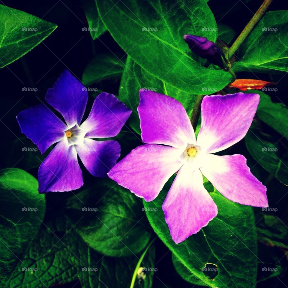 spring flowers garden purple by aspascia