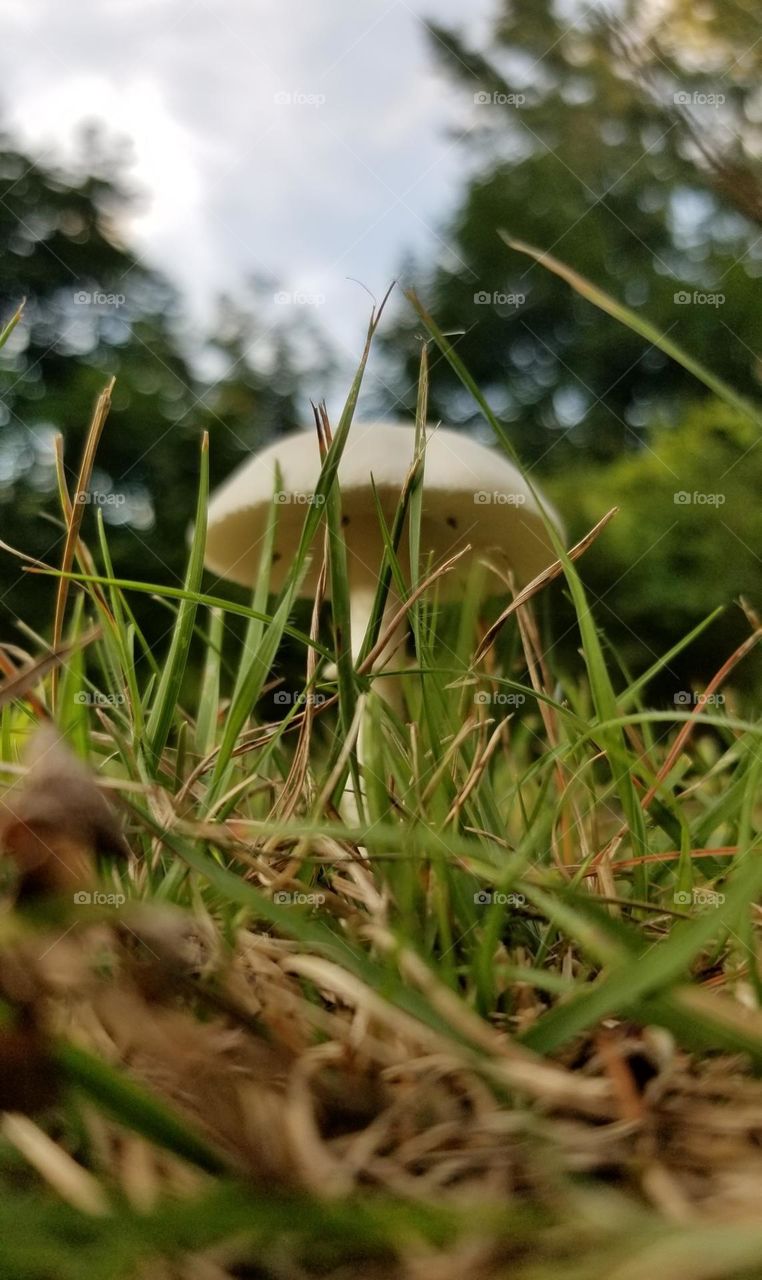 Little White Mushroom Standing Proudly In The Grass