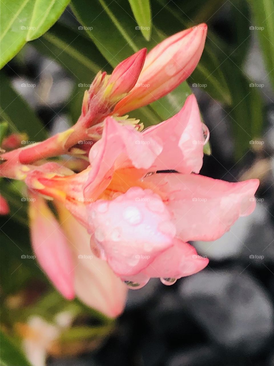 Pink buds with fresh morning dew that were right outside the back door at St Charles Bay