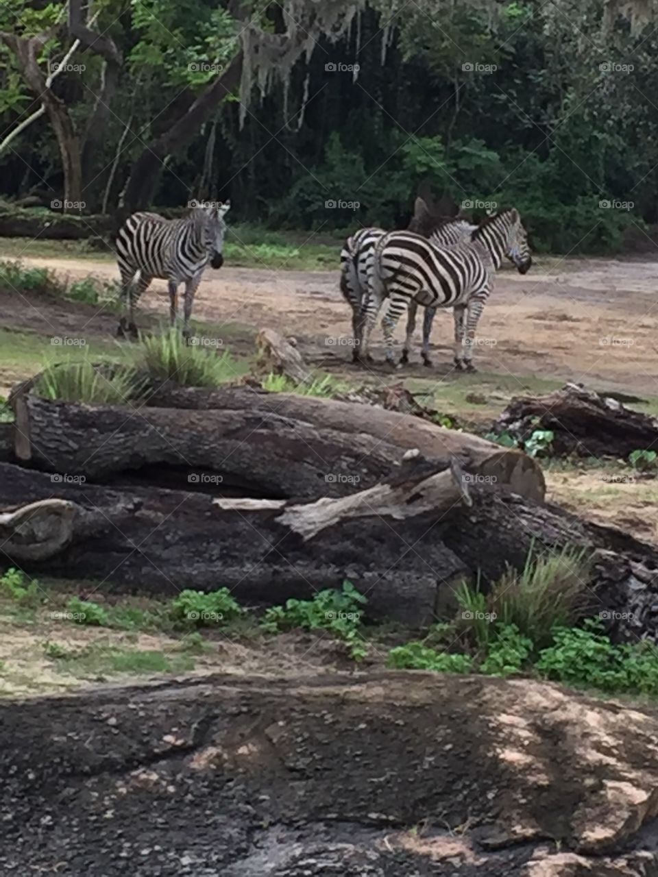 Zebras