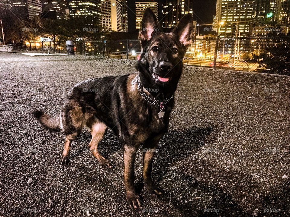 Night at the dog park with German Sheperd 