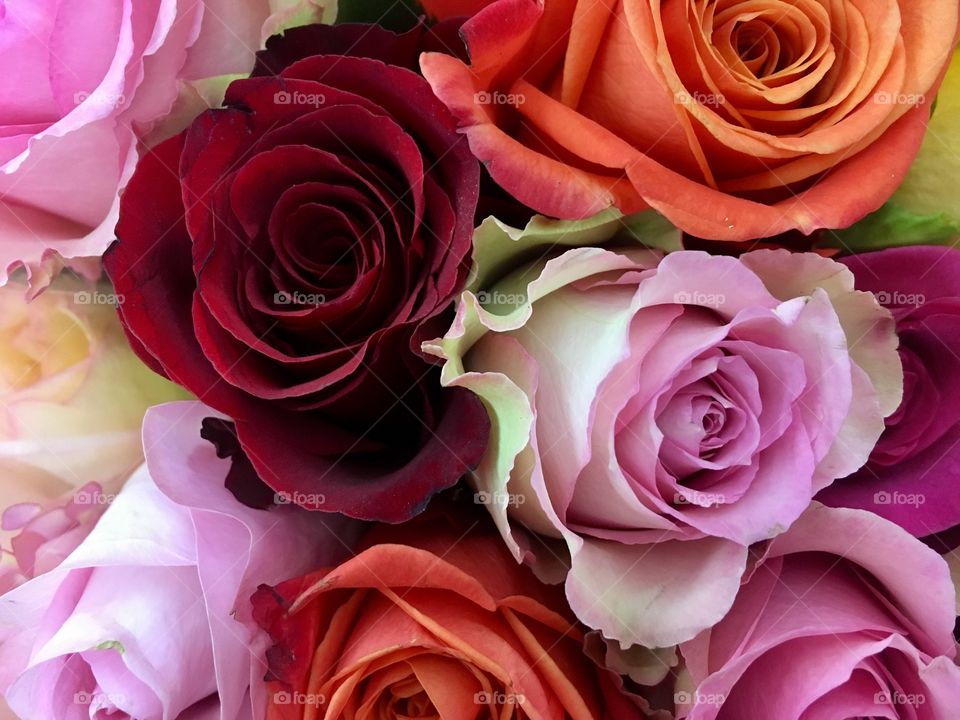 Colorful roses 