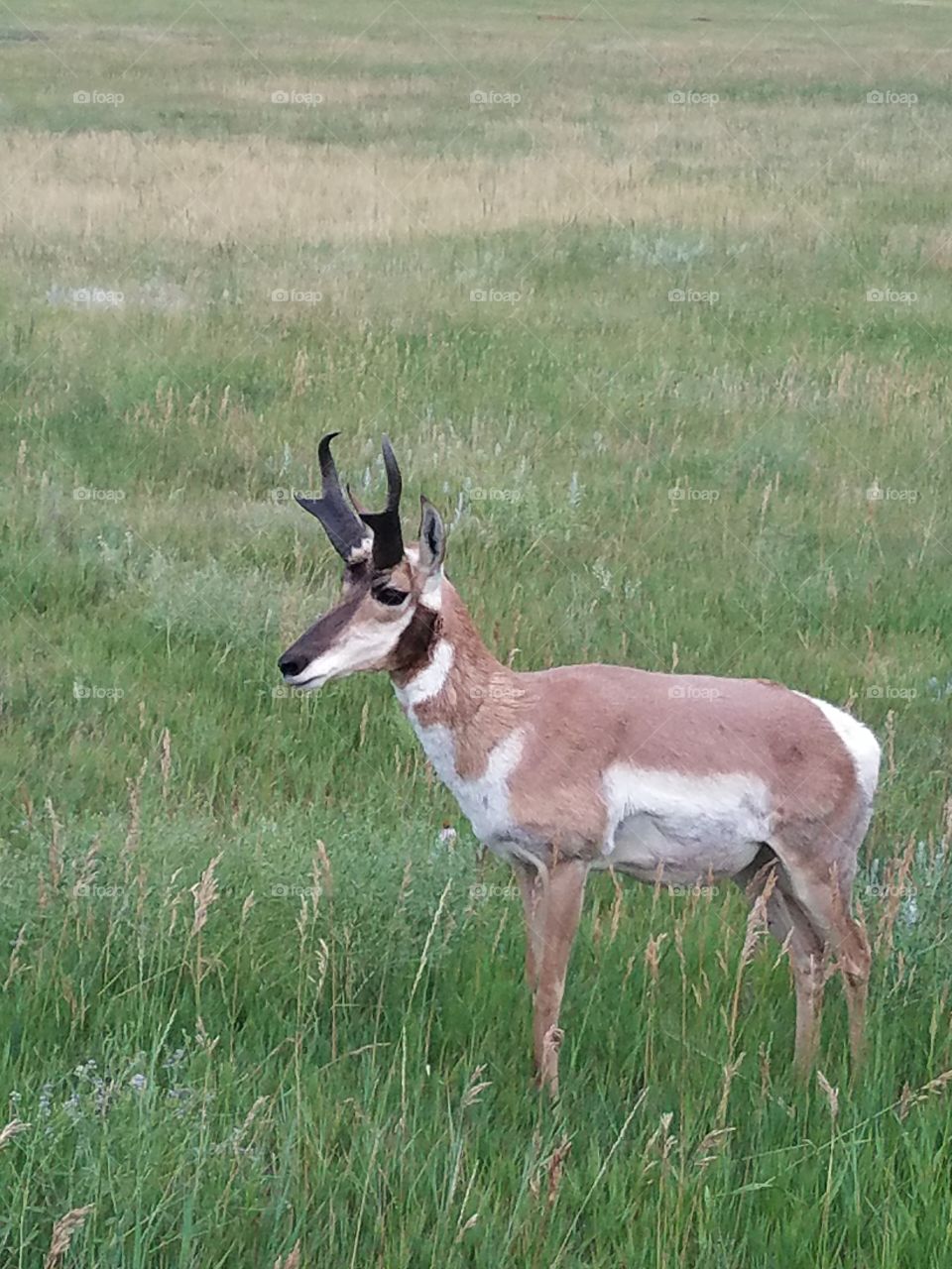 Mammal, Wildlife, Deer, Grass, No Person