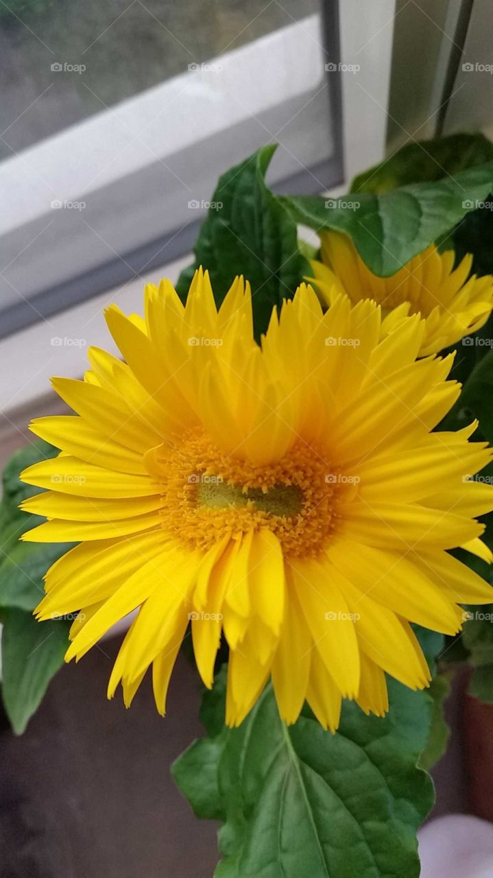 No Person, Nature, Leaf, Flora, Summer