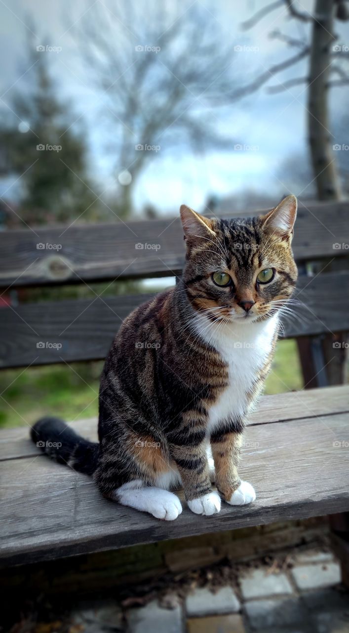 cat on a bench