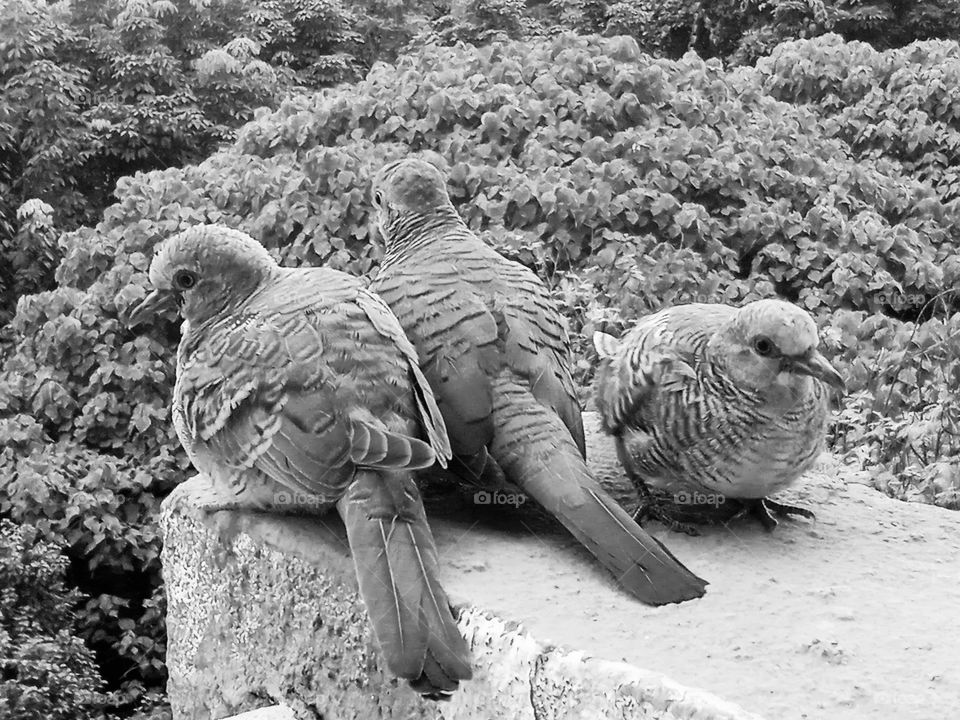 Three birds are relaxing on the balcony.