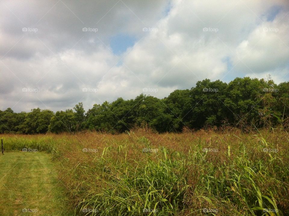 Cool sky clouds and overgrown field