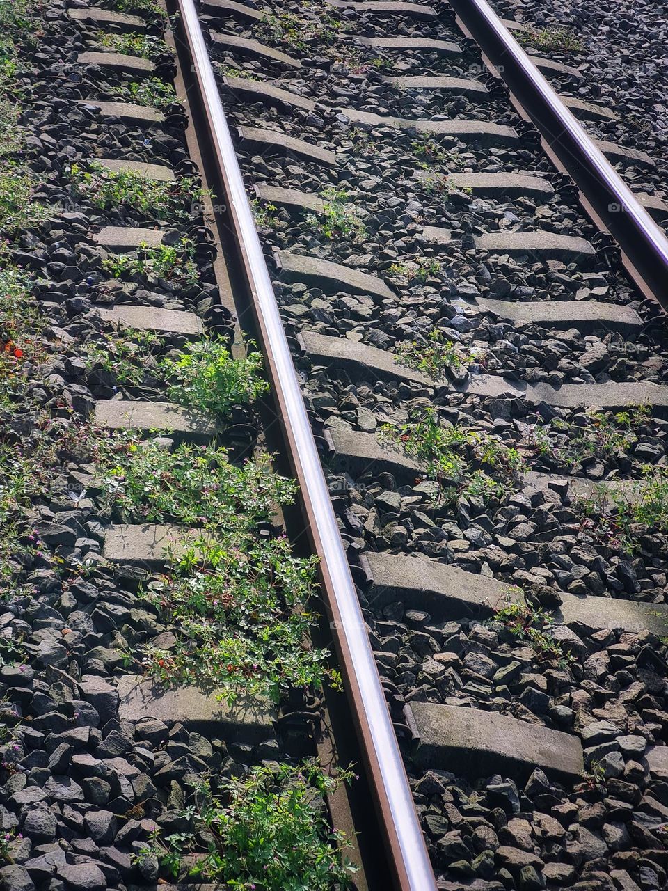 Plants on the railroad