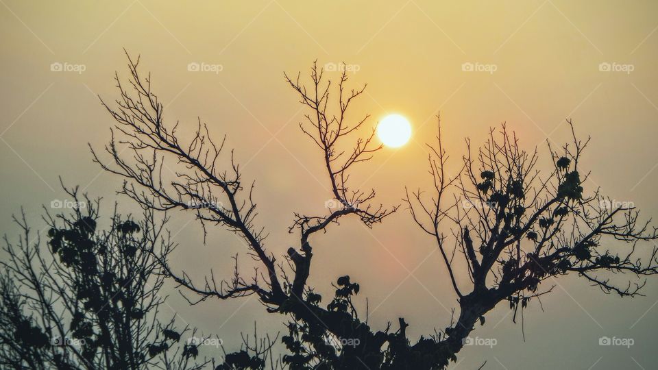 Sunset and tree