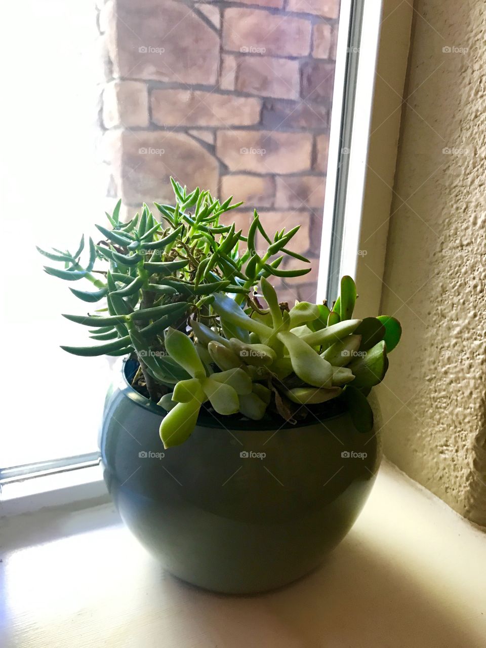 House plants and succulents in the windowsill 