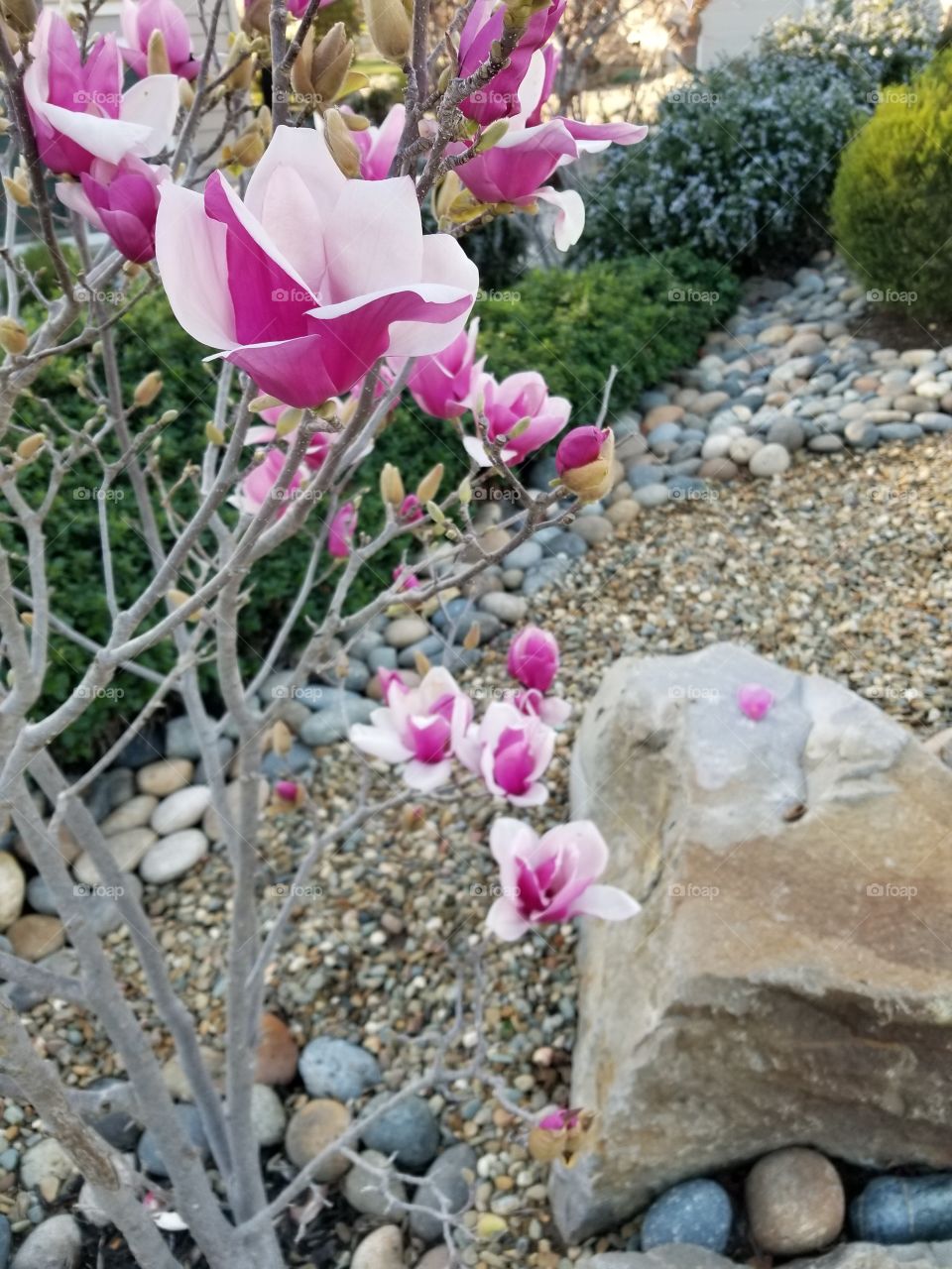 Magnolia growing in well drained soil