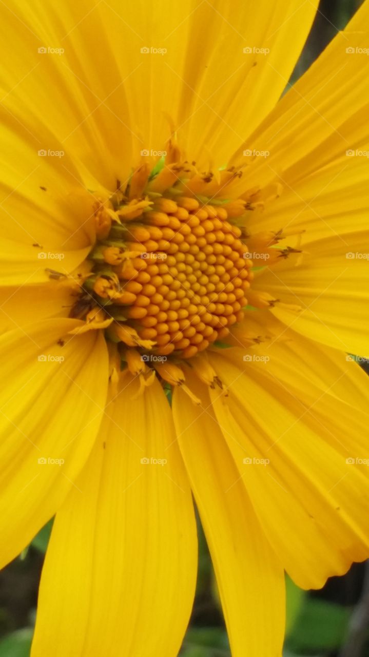 Close-up of a yellow flower