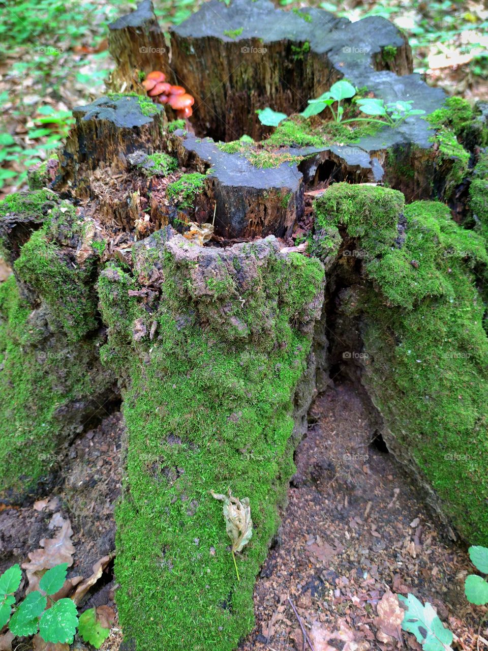 old tree stump that is covered with green moss