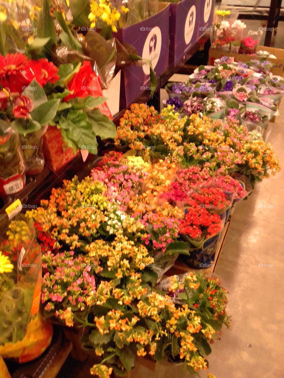 flores a venda