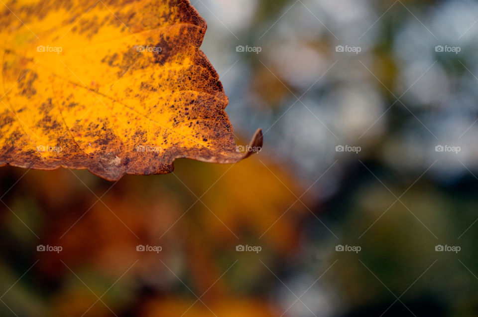 Close-up of yellow colored leaf growing on tree.