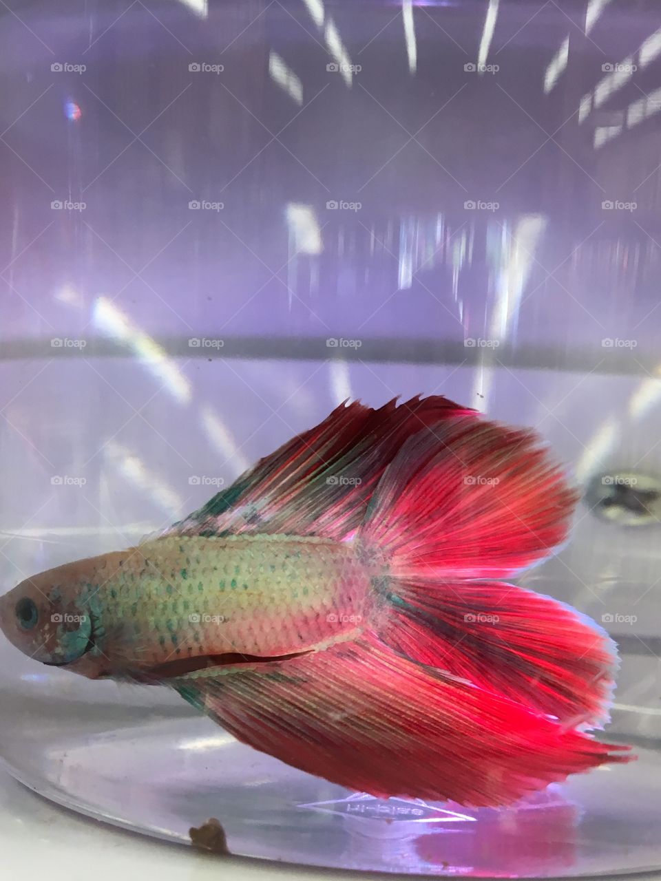 Red tailed Siamese killer fish