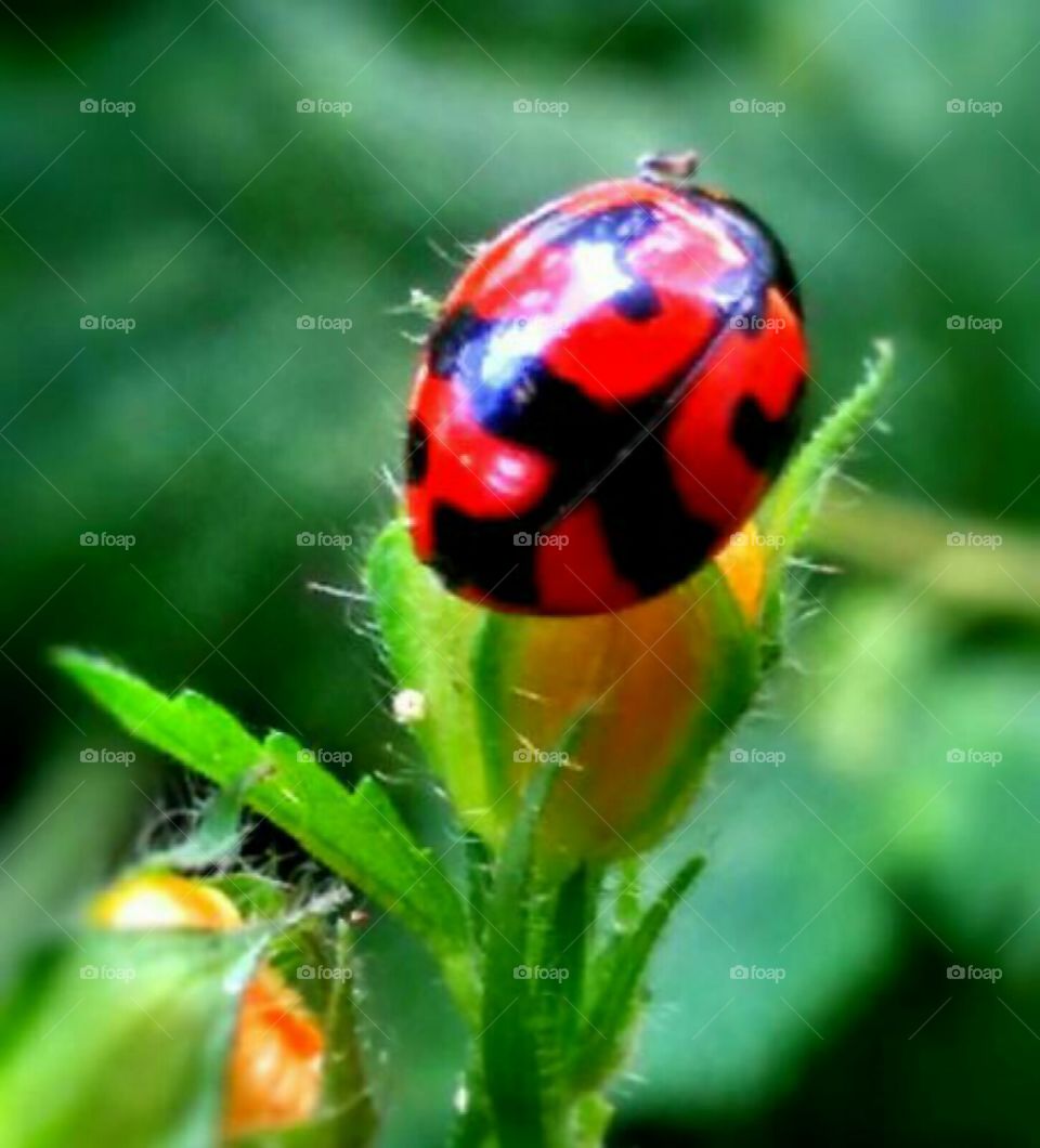 ladybirds close up
