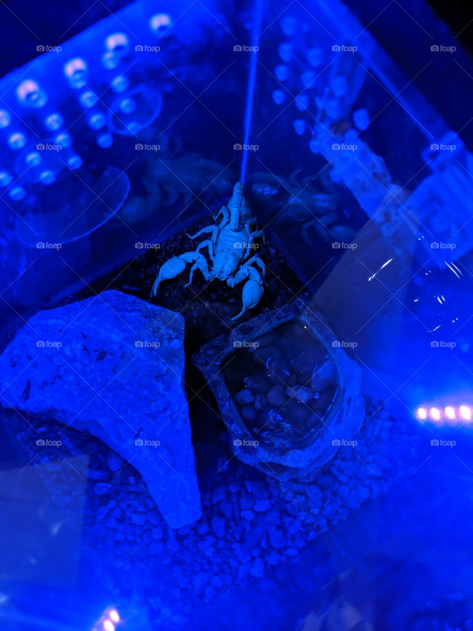 scorpion under a Blue Light