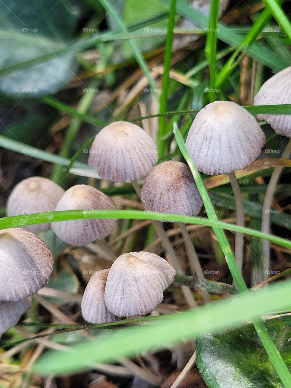 hongos en el bosque