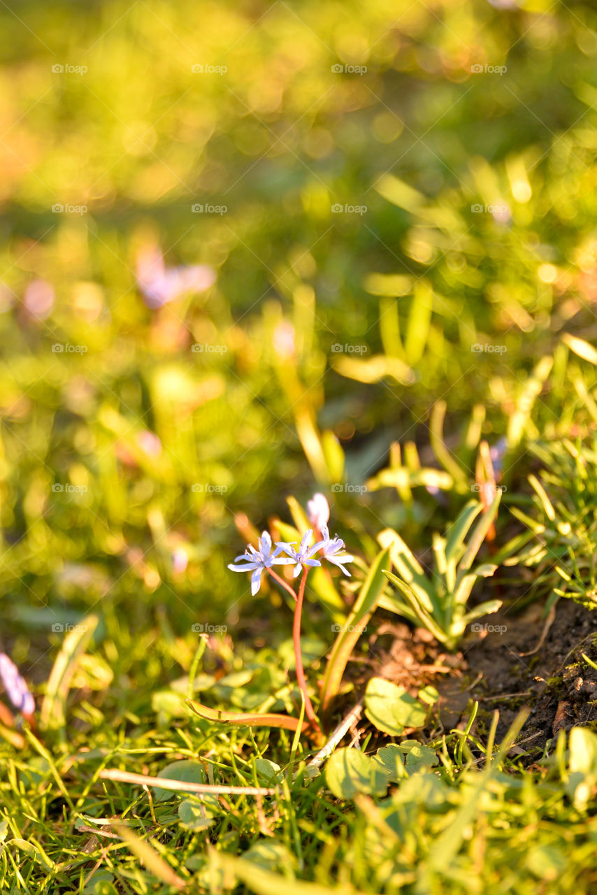 Violet flowers