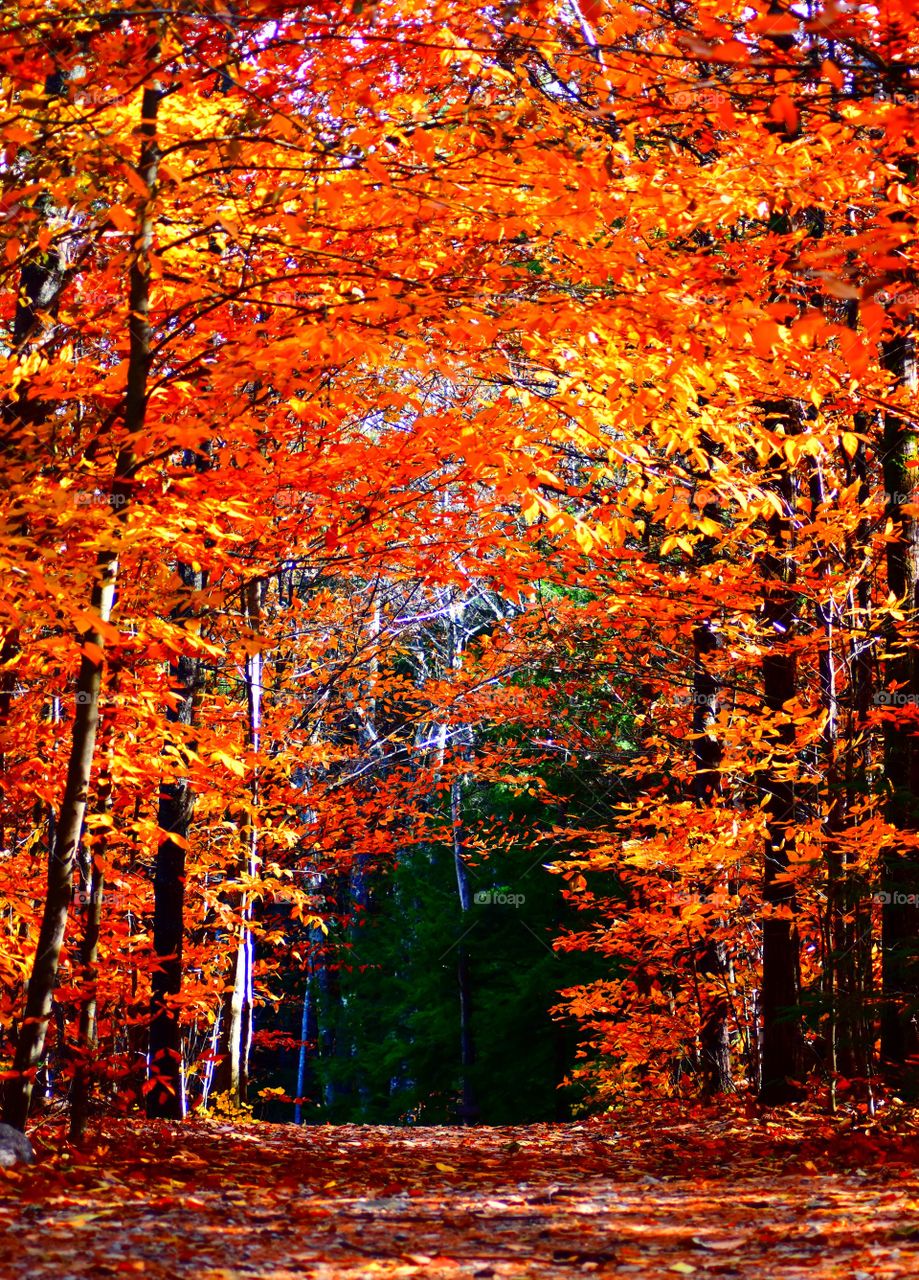 Fall foliage in the woods