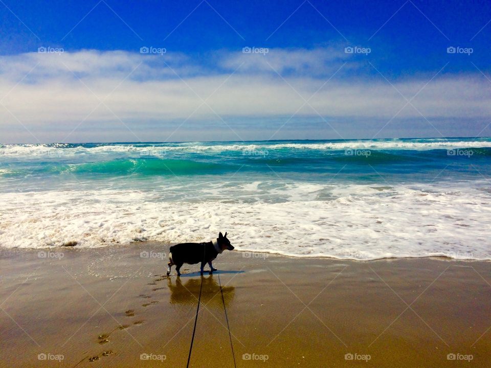 Dog enjoying the beach 