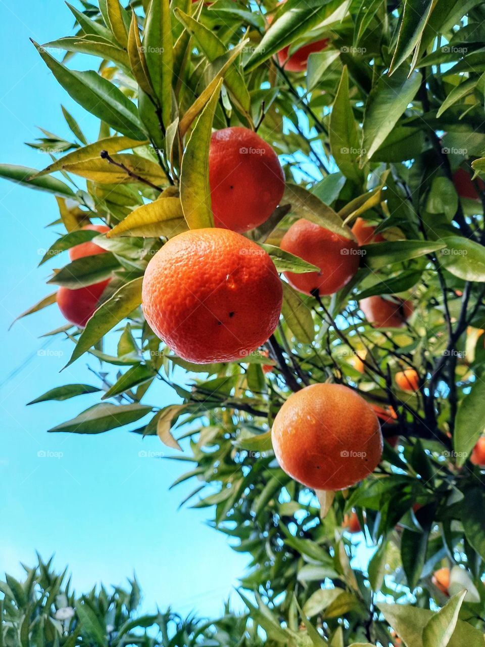 Delicious clementines on a sunny winter day! Orange is happiness!