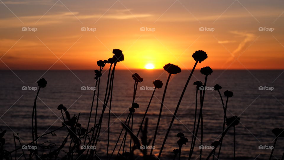 Sun setting on the Pacific coast while I photographed silhouette of coastal 'buckwheat', a weed found on west coast of US.