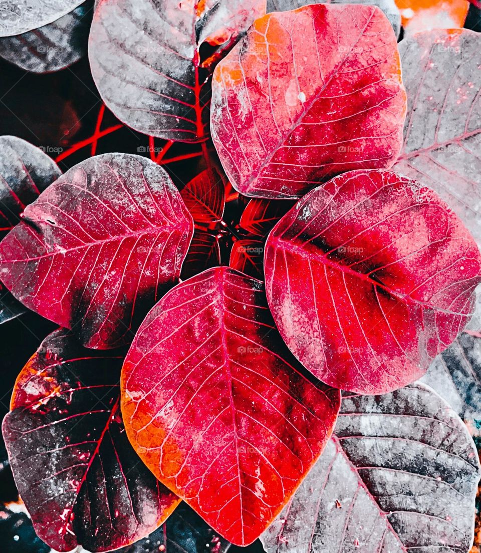 Red anti-snake plant.