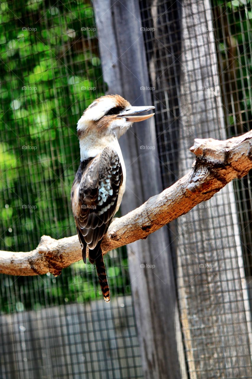 Exotic Smiling Bird