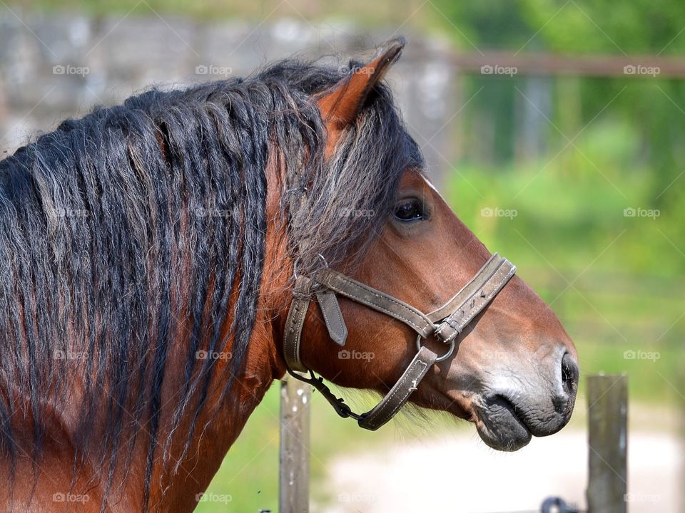 Mammal, Farm, Horse, Mare, Cavalry