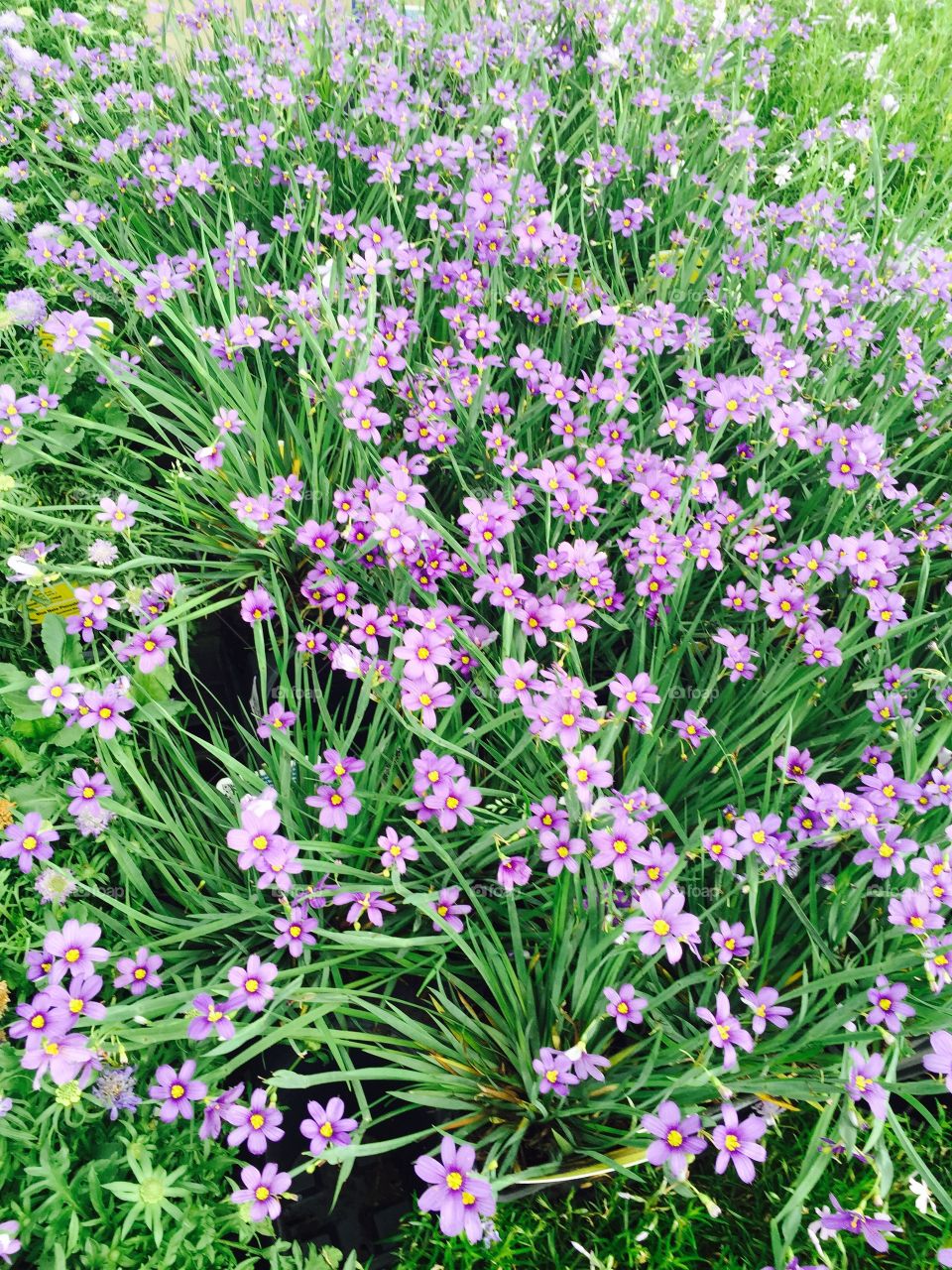A mass of pretty delicate lavender flowers.