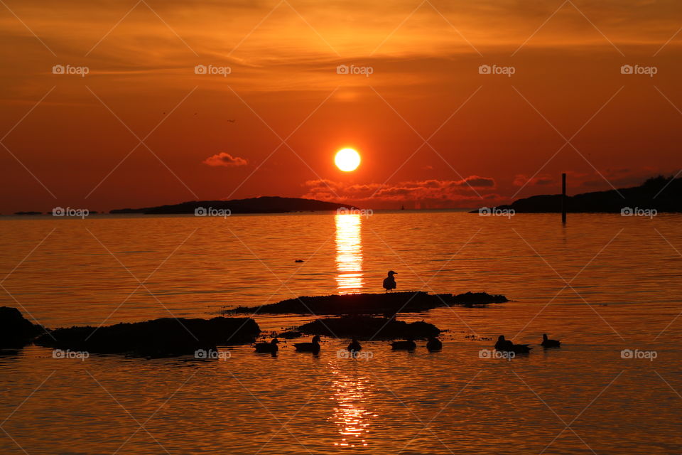 Ducks swimming in the ocean while sun slowly rising up , its light painting the scenery orange 