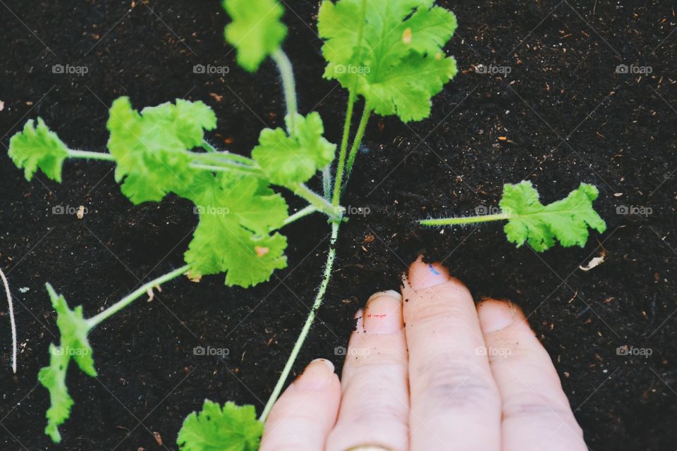 Gardening