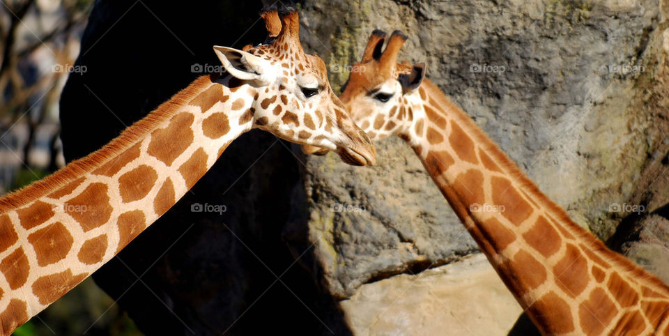 zoo sydney giraffe spots by paullj
