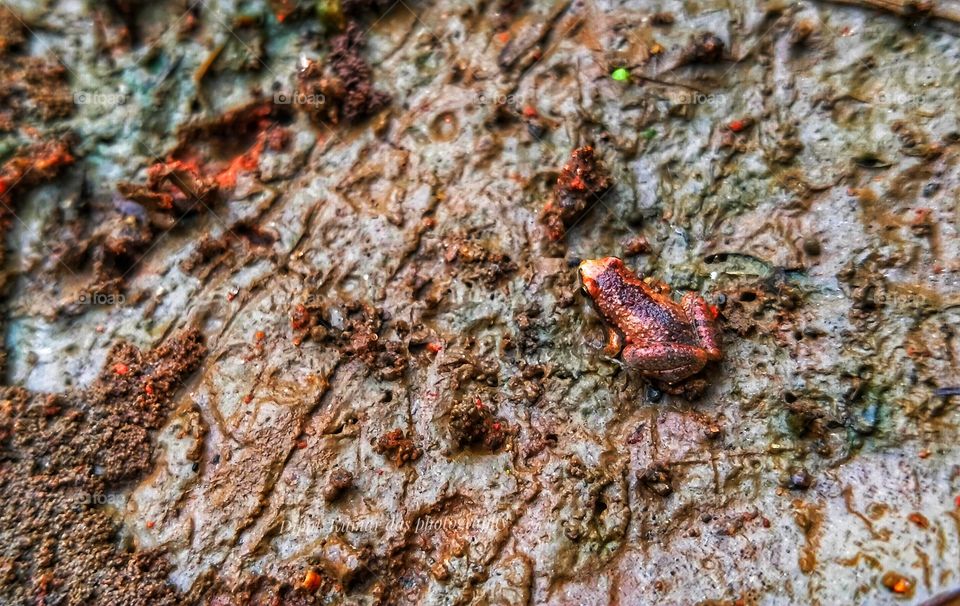 Wildlife photography