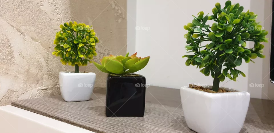 pianta decorativa