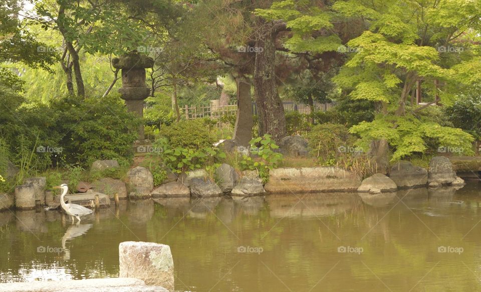 peace and quite in a Japanese park