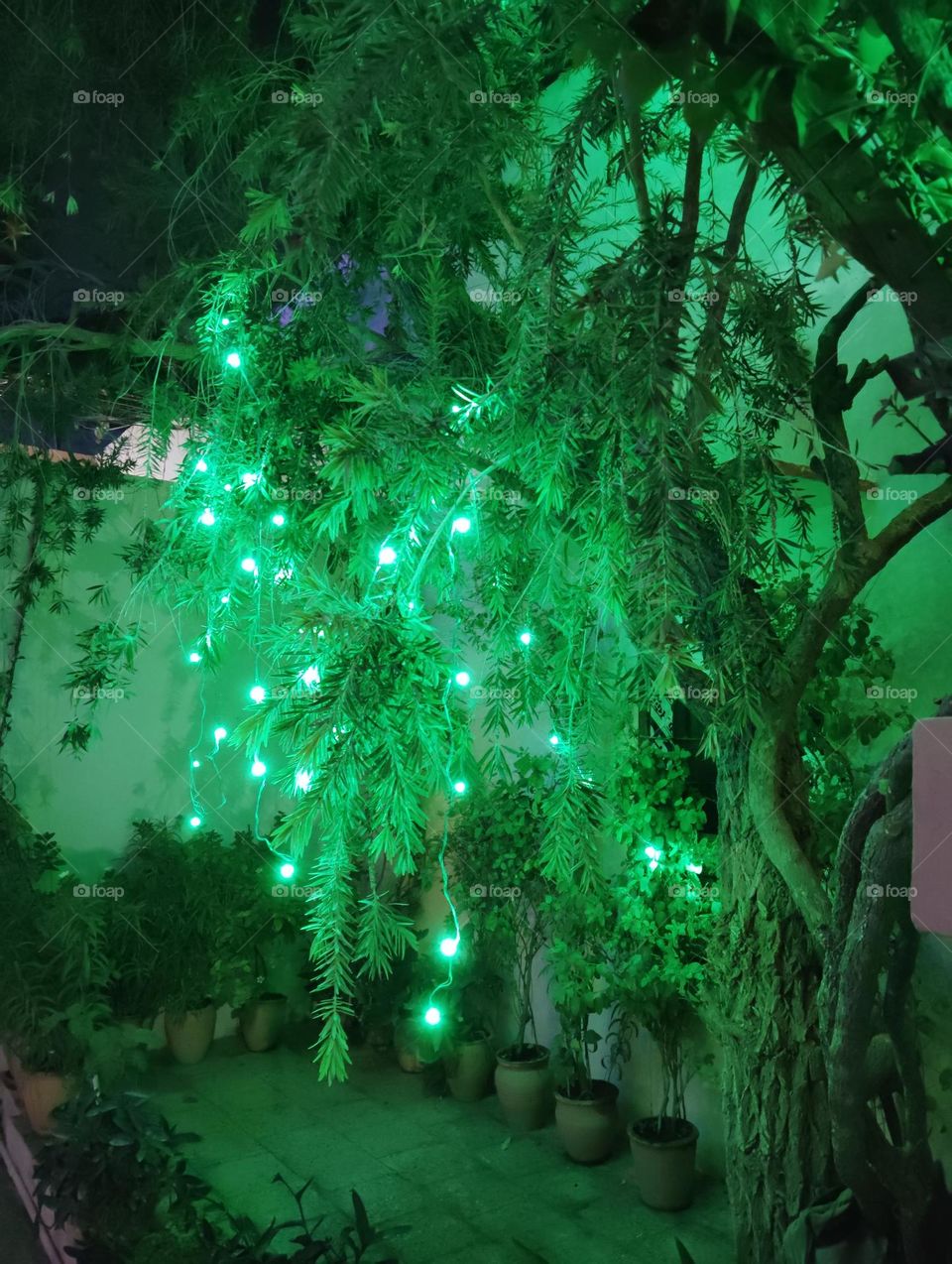 Diwali decoration, green lighting on green plant looks very beautiful, mostly lighting at home on the occasion of Diwali